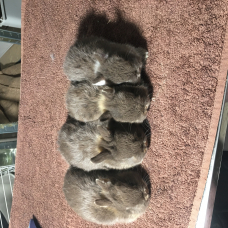 Image pour l'annonce Véritables lapins nains bébés d’élevage sélectif