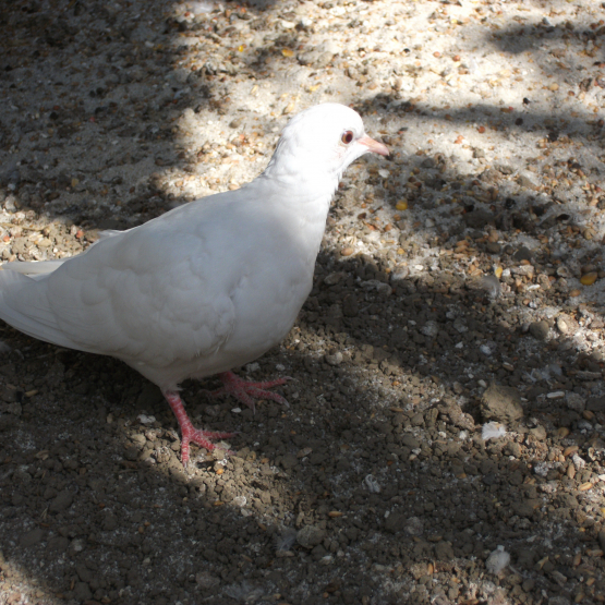 Image pour l'annonce Jeunes colombes blanches