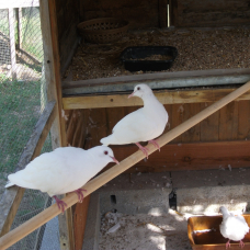 Image pour l'annonce Jeunes colombes blanches