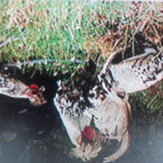 Image pour l'annonce Oeufs de poules Appenzelloises argentées fécondés à couver