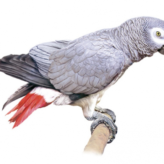 Image pour l'annonce Recherche perroquet parleur