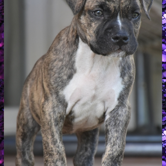 Image pour l'annonce Chiots american staff (amstaff, staff) disponible