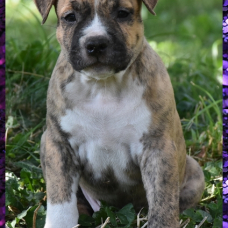Image pour l'annonce Chiots american staff (amstaff, staff) disponible