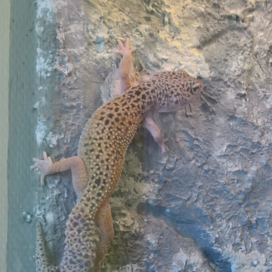 Image pour l'annonce Gecko mâles et femelles