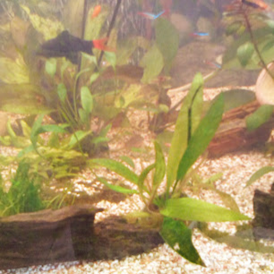 Image pour l'annonce poissons d'aquarium