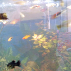 Image pour l'annonce poissons d'aquarium