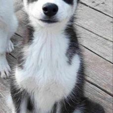 Image pour l'annonce magnifique chiot type husky sibérien