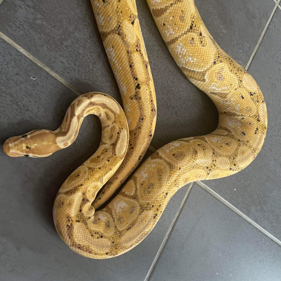 Image pour l'annonce Python banana
