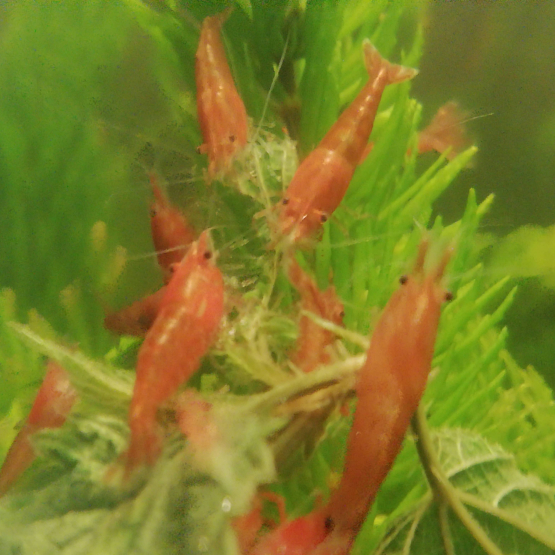 Image pour l'annonce Crevettes Sakura rouges