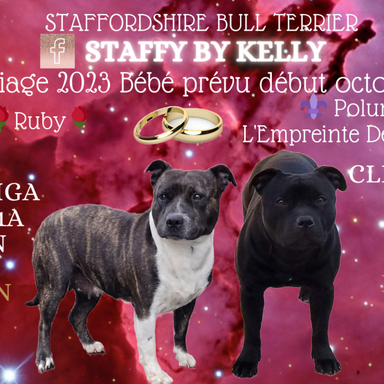 Image pour l'annonce Chiots staffordshire Bull terrier (staffy, staffie)