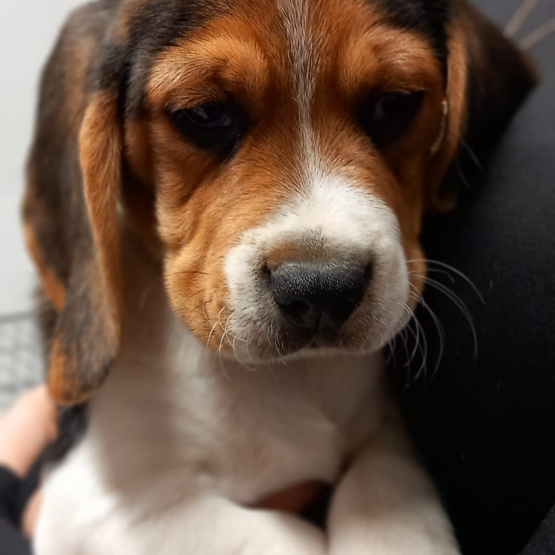 Image pour l'annonce chiots beagle au lof