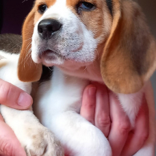 Image pour l'annonce chiots beagle au lof