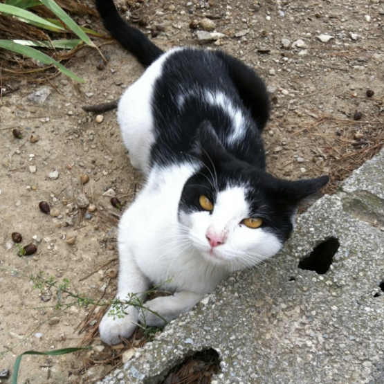 Image pour l'annonce Genti chat de un an à adopter sur Marseille uniquement