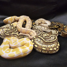Image pour l'annonce A vendre python royal mutation Périgueux