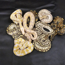 Image pour l'annonce A vendre python royal mutation Périgueux