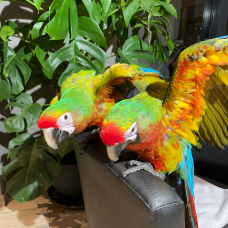 Image pour l'annonce Jeunes perroquets ara arlequin hybride shamrock eam