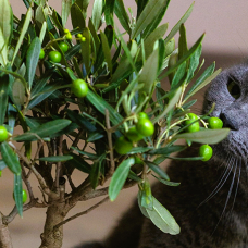 Image pour l'annonce Arbre à chat en véritable olivier naturel, location mensuelle