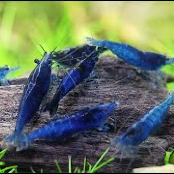 Image pour l'annonce Crevette "Néocaridina blue"