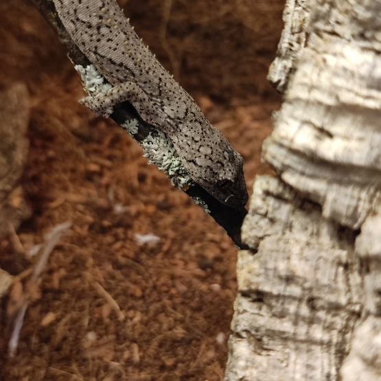 Image pour l'annonce Gecko strophurus