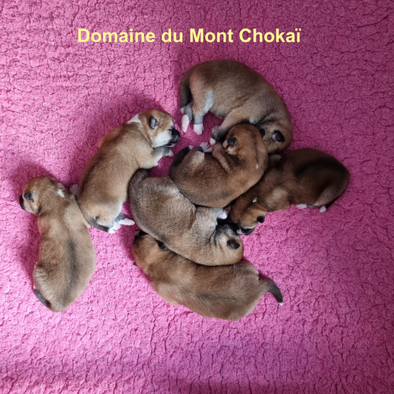 Image pour l'annonce Vend chiots mâle Akita Inu Domaine du Mont Chokaï
