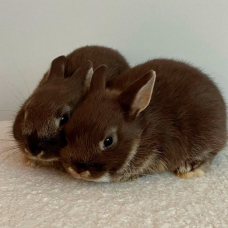 Image pour l'annonce Véritables lapins nains bébés de race pure