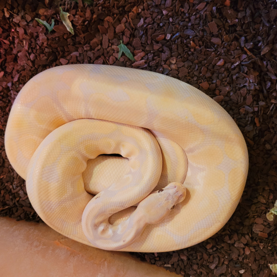Image pour l'annonce Vends magnifique python Lavander