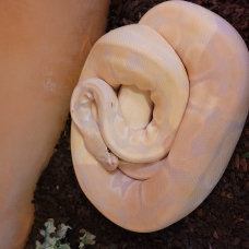 Image pour l'annonce Vends magnifique python Lavander
