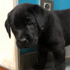 Image pour l'annonce Vends Chiots Labrador Noirs et Chocolat LOF – 1200 €