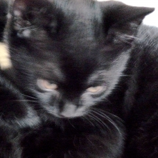 Image pour l'annonce 3 magnifiques chatons (croisés race bombay/européen)