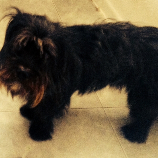 Image pour l'annonce Donne lhassa apso croisé yorkshire