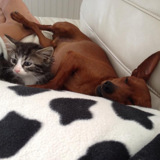 Image pour l'annonce Donne 3 petits chats