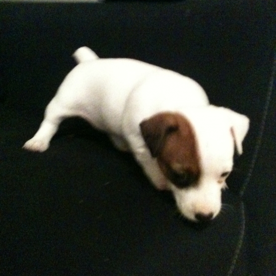 Image pour l'annonce vend chiots jack russell