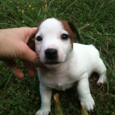 Image pour l'annonce vend chiots jack russell
