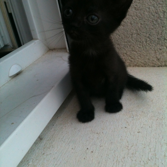 Image pour l'annonce donne chatons