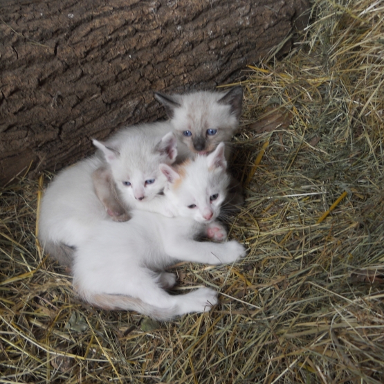 Image pour l'annonce DONNE CHATON TYPE EUROPEEN