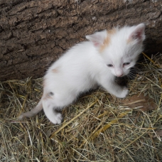 Image pour l'annonce DONNE CHATON TYPE EUROPEEN