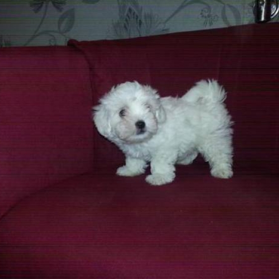 Image pour l'annonce A donner Adorable  chient  bichon maltais femelle