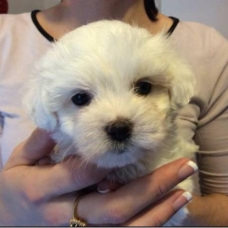 Image pour l'annonce A donner Adorable  chient  bichon maltais femelle
