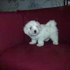 Image pour l'annonce A donner Adorable  chient  bichon maltais femelle