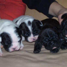 Image pour l'annonce CHIOTS BOULEDOGUE FRANCAIS