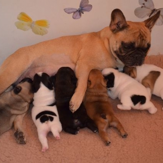 Image pour l'annonce Magnifiques Bébés Bouledogues Français Pure Race
