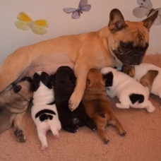 Image pour l'annonce Magnifiques Bébés Bouledogues Français Pure Race