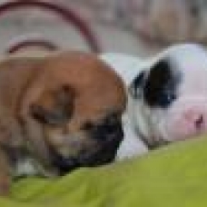 Image pour l'annonce Magnifiques Bébés Bouledogues Français Pure Race