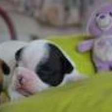 Image pour l'annonce Magnifiques Bébés Bouledogues Français Pure Race