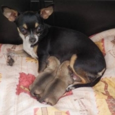 Image pour l'annonce superbes bebés chihuahua mâle et femelle petite taille