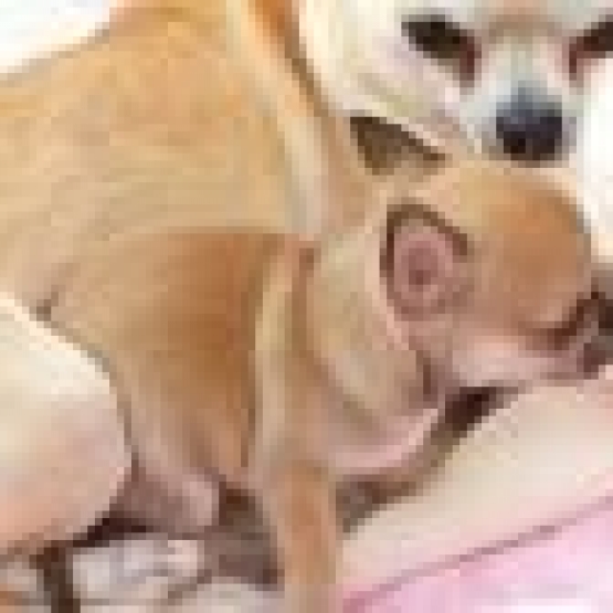 Image pour l'annonce Superbes Chiots Chihuahua Pure Race Poils Courts Taille Standard