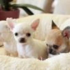 Image pour l'annonce Superbes Chiots Chihuahua Pure Race Poils Courts Taille Standard