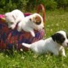 Image pour l'annonce Adorables Chiots Jack Russel Pure Race,