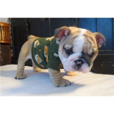 Image pour l'annonce Donne chiots bouledogue anglais contre bons soins