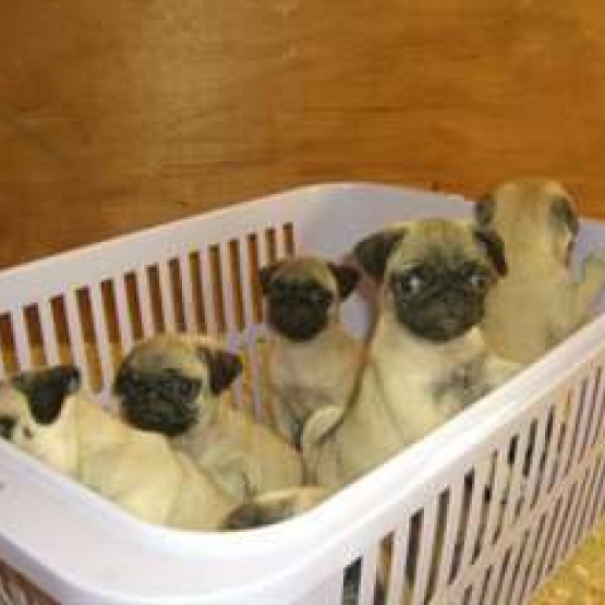 Image pour l'annonce Chiots type carlin
